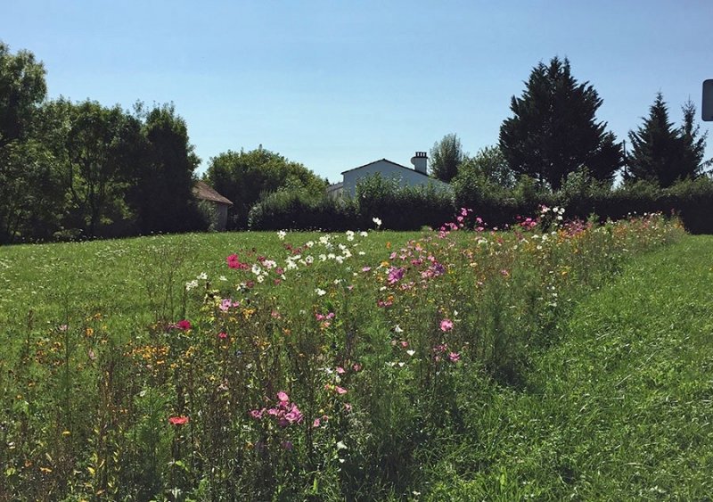 field-behind-house