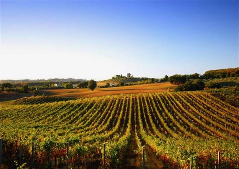 vineyard-1