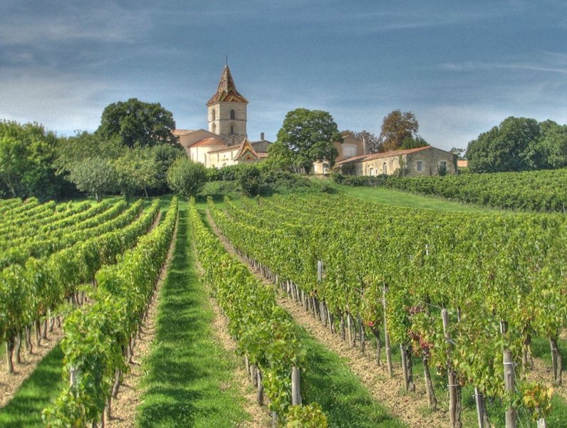vineyard-2